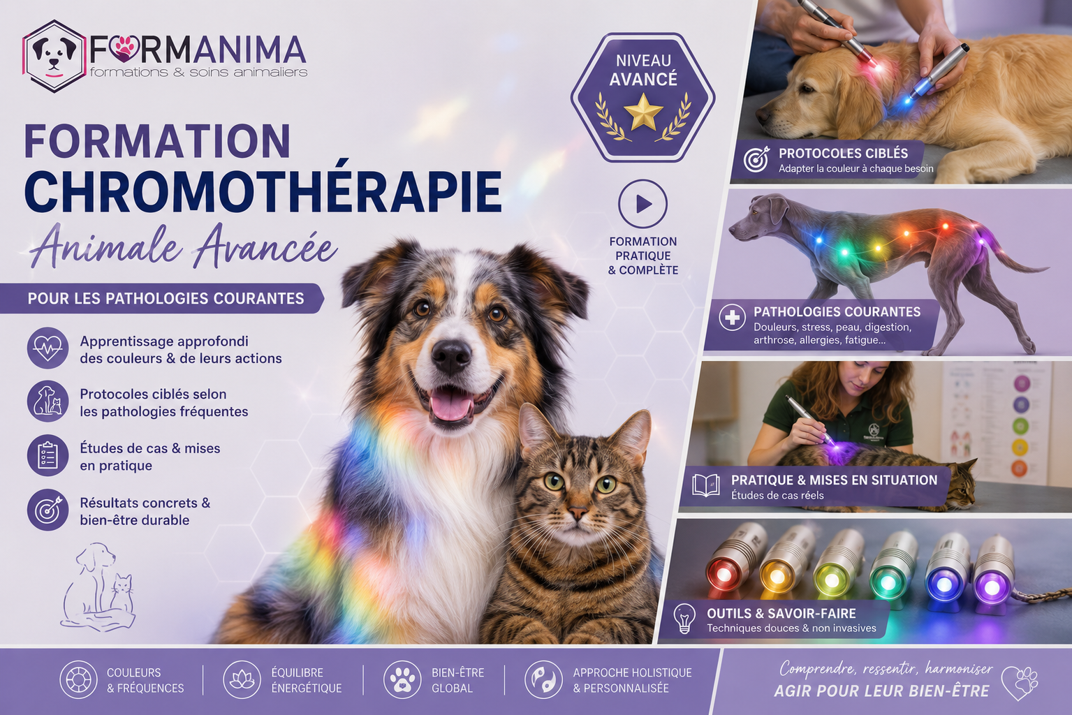 Formation De Chromothérapie Animale Avancée