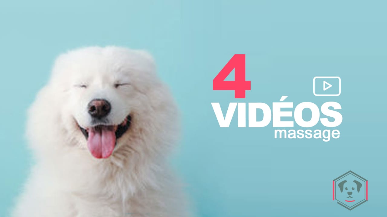 Pack de 4 vidéos