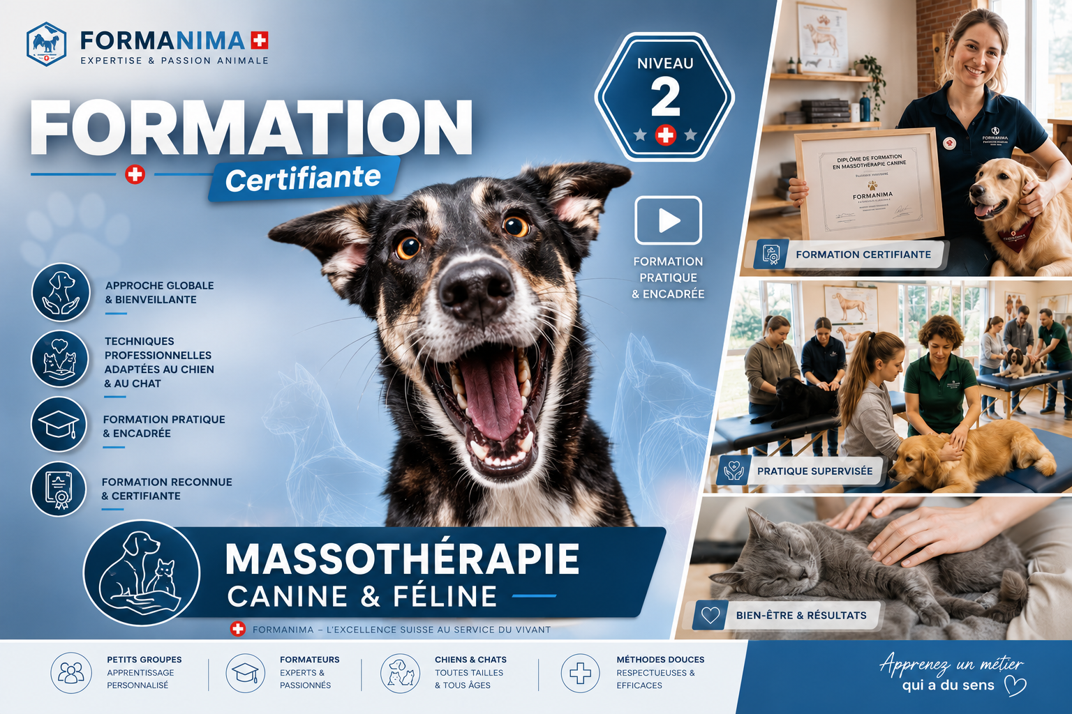 Massothérapie Animaux Module 2