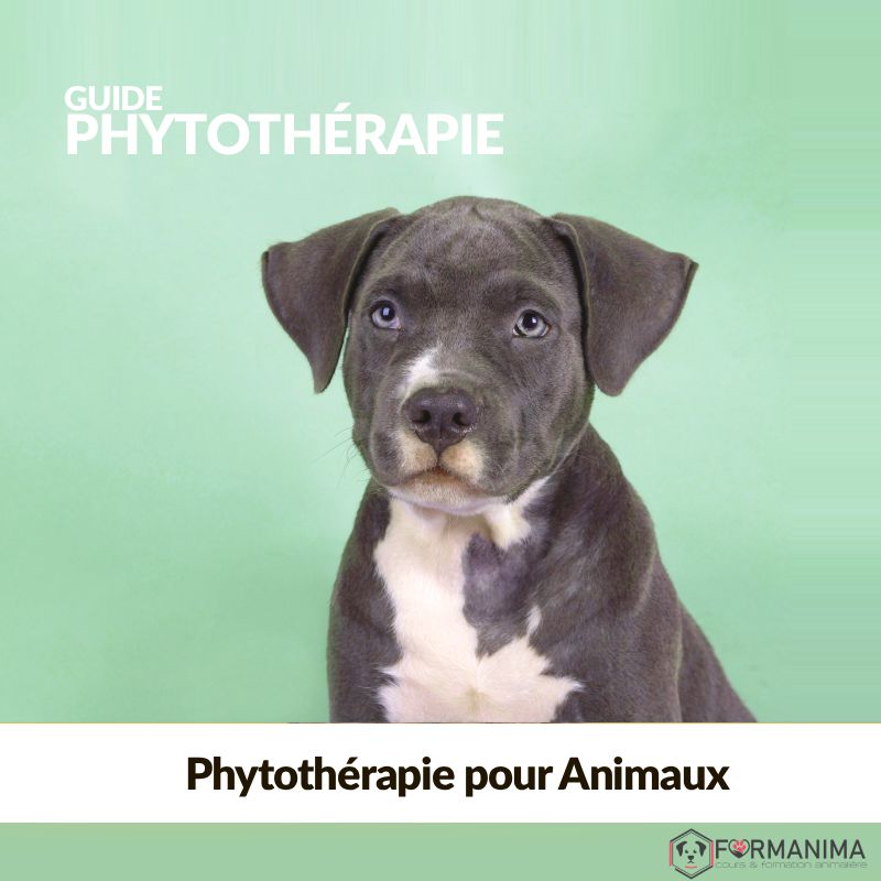 🌿 Guide De Phythothérapie Animale