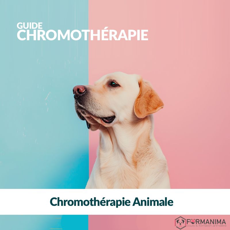 🌈 Guide Pratique Chromothérapie Animale