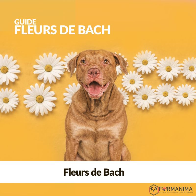 🌸 Guide Fleurs De Bach