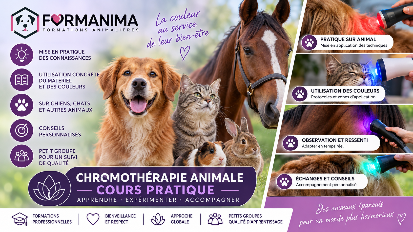 Cours Pratique Chromothérapie Animale