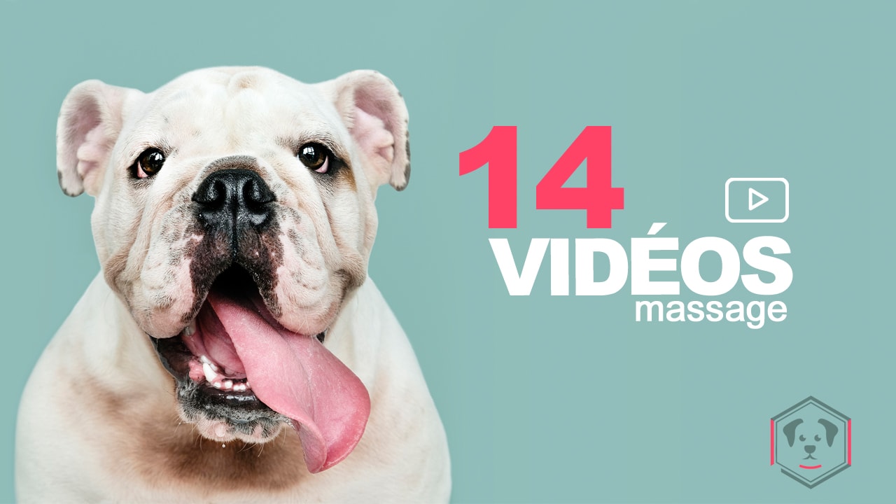 Pack de 14 vidéos
