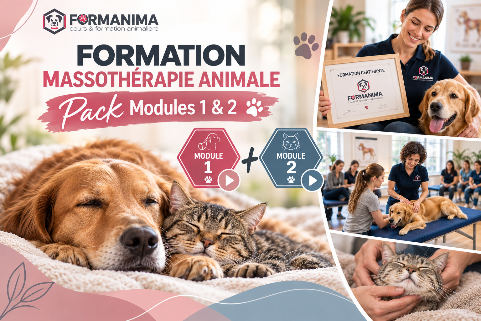 Formation Massothérapie Animale – Pack Modules 1 & 2